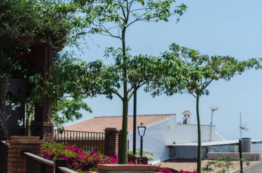 Velez Malaga, İspanya - 24 Ağustos 2018 bitkiler ve ağaçlar bir İspanyol city park, Güney İspanya'nın karakteristik mimarisi