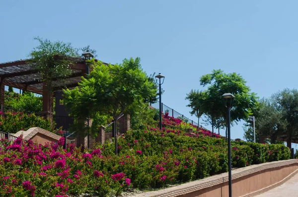 Velez Malaga España Agosto 2018 Plantas Árboles Parque Una Ciudad — Foto de Stock