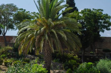 Velez Malaga, İspanya - 24 Ağustos 2018 bitkiler ve ağaçlar bir İspanyol city park, Güney İspanya'nın karakteristik mimarisi