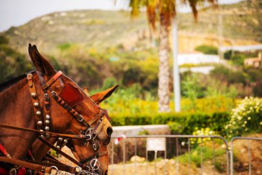 Portre bir turist kasabasında binicilik gösterisi sırasında bir koşum atı üzerinde