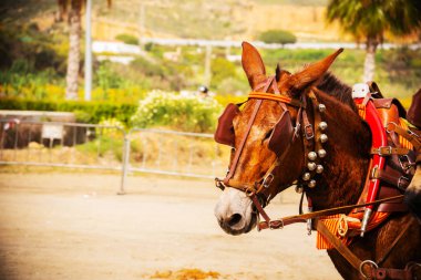 Portre bir turist kasabasında binicilik gösterisi sırasında bir koşum atı üzerinde