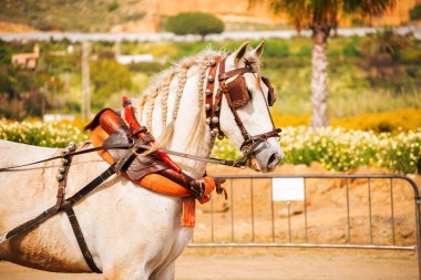 Portre bir turist kasabasında binicilik gösterisi sırasında bir koşum atı üzerinde