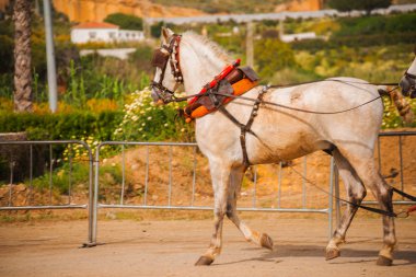 Portre bir turist kasabasında binicilik gösterisi sırasında bir koşum atı üzerinde