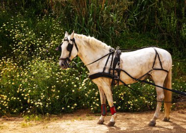 Portre bir turist kasabasında binicilik gösterisi sırasında bir koşum atı üzerinde