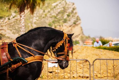 Portre bir turist kasabasında binicilik gösterisi sırasında bir koşum atı üzerinde