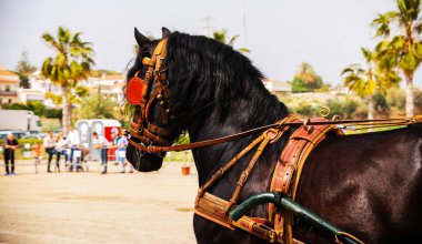 Portre bir turist kasabasında binicilik gösterisi sırasında bir koşum atı üzerinde