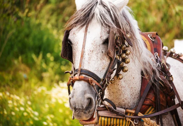 Closeup Horses Harness Riding Show Tourist Town — Stock Photo, Image