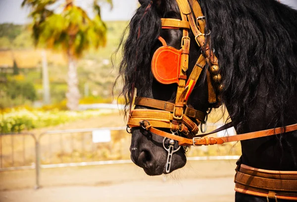 Close Paarden Een Harnas Tijdens Een Show Paardrijden Een Toeristisch — Stockfoto