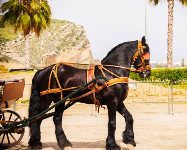 Portre bir turist kasabasında binicilik gösterisi sırasında bir koşum atı üzerinde