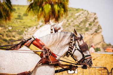 Portre bir turist kasabasında binicilik gösterisi sırasında bir koşum atı üzerinde
