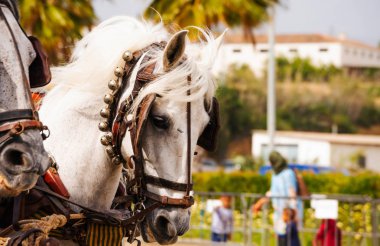 Portre bir turist kasabasında binicilik gösterisi sırasında bir koşum atı üzerinde