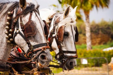 Portre bir turist kasabasında binicilik gösterisi sırasında bir koşum atı üzerinde