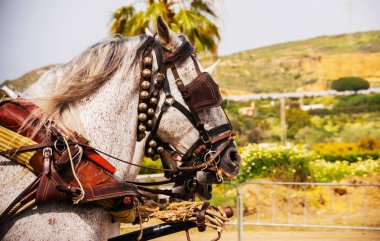Portre bir turist kasabasında binicilik gösterisi sırasında bir koşum atı üzerinde