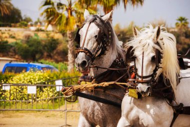 Portre bir turist kasabasında binicilik gösterisi sırasında bir koşum atı üzerinde