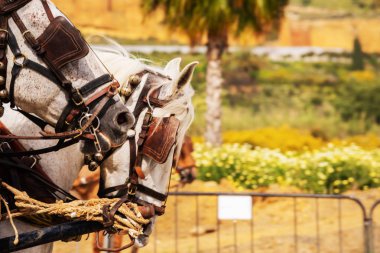 Portre bir turist kasabasında binicilik gösterisi sırasında bir koşum atı üzerinde