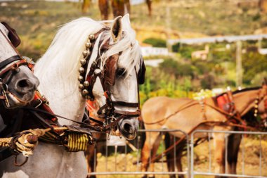 Portre bir turist kasabasında binicilik gösterisi sırasında bir koşum atı üzerinde