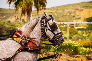 Portre bir turist kasabasında binicilik gösterisi sırasında bir koşum atı üzerinde
