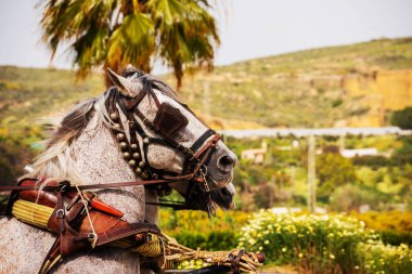 Portre bir turist kasabasında binicilik gösterisi sırasında bir koşum atı üzerinde