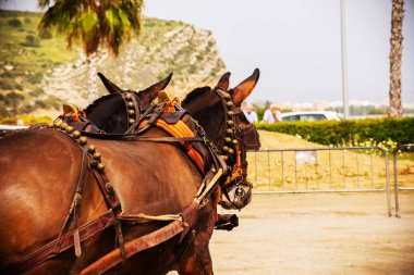 Portre bir turist kasabasında binicilik gösterisi sırasında bir koşum atı üzerinde