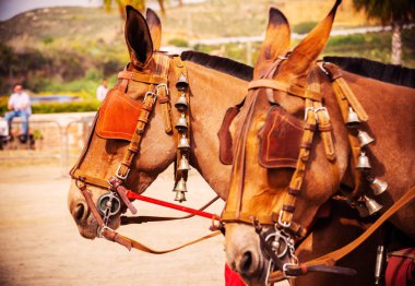 Portre bir turist kasabasında binicilik gösterisi sırasında bir koşum atı üzerinde