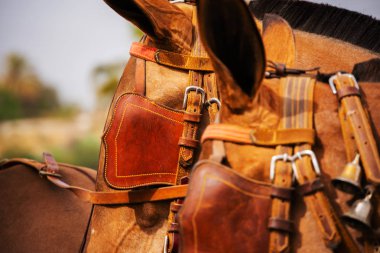 Portre bir turist kasabasında binicilik gösterisi sırasında bir koşum atı üzerinde