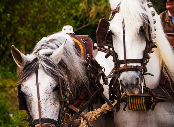 Close Paarden Een Harnas Tijdens Een Show Paardrijden Een Toeristisch — Stockfoto