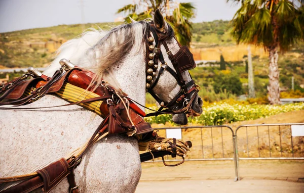 Nahaufnahme Auf Pferden Geschirr Während Eines Reitturniers Einer Touristenstadt — Stockfoto