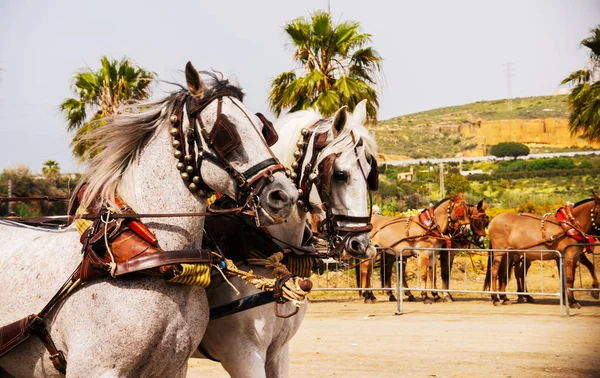 Portre bir turist kasabasında binicilik gösterisi sırasında bir koşum atı üzerinde