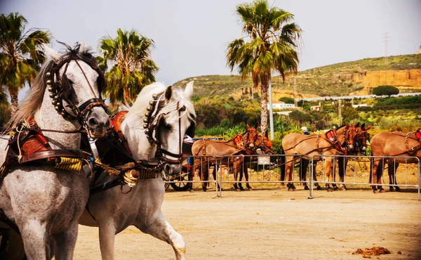 Close Paarden Een Harnas Tijdens Een Show Paardrijden Een Toeristisch — Stockfoto