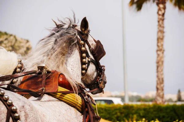Portre Bir Turist Kasabasında Binicilik Gösterisi Sırasında Bir Koşum Atı — Stok fotoğraf