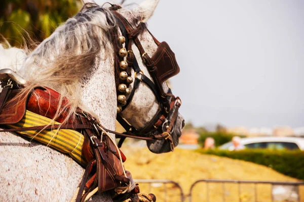 Detailní Záběr Koně Postroji Během Show Koních Turistické Město — Stock fotografie