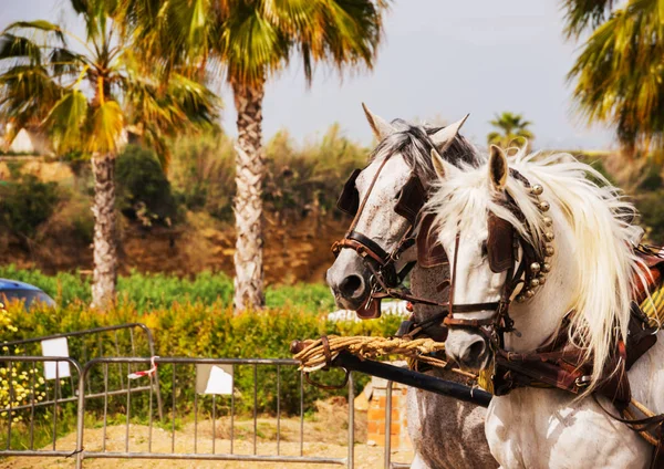 Close Paarden Een Harnas Tijdens Een Show Paardrijden Een Toeristisch — Stockfoto