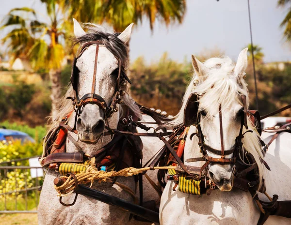 Close Paarden Een Harnas Tijdens Een Show Paardrijden Een Toeristisch — Stockfoto