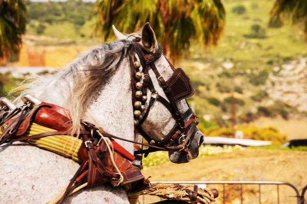 観光の町乗馬ショーの間にハーネスの馬へのクローズ アップ — ストック写真