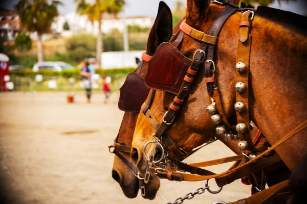 Detailní Záběr Koně Postroji Během Show Koních Turistické Město — Stock fotografie