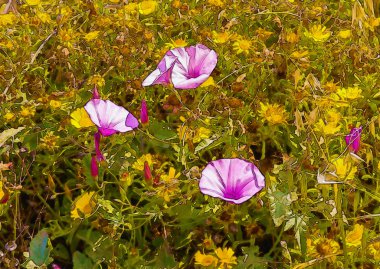 güzel çiçek ve yaprak, doku, arka plan ilginç suluboya bitkilerle boyalı