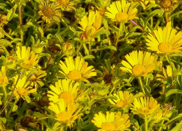 Güzel Çiçek Yaprak Doku Arka Plan Ilginç Suluboya Bitkilerle Boyalı — Stok fotoğraf
