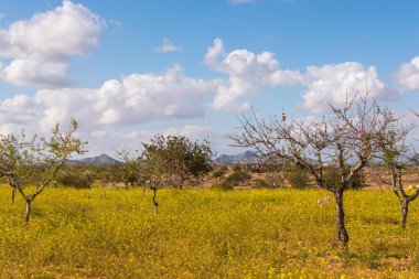 Badem ağaçları ile İspanyol bir meyve bahçesi orchard sanayi pembe ve beyaz çiçekler açan