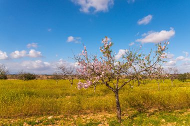 Badem ağaçları ile İspanyol bir meyve bahçesi orchard sanayi pembe ve beyaz çiçekler açan