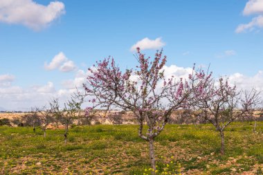 Badem ağaçları ile İspanyol bir meyve bahçesi orchard sanayi pembe ve beyaz çiçekler açan