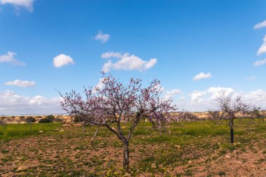 Badem ağaçları ile İspanyol bir meyve bahçesi orchard sanayi pembe ve beyaz çiçekler açan
