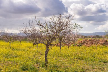 Badem ağaçları ile İspanyol bir meyve bahçesi orchard sanayi pembe ve beyaz çiçekler açan