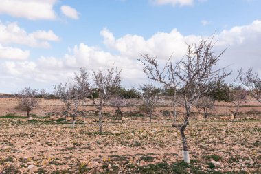 Badem ağaçları ile İspanyol bir meyve bahçesi orchard sanayi pembe ve beyaz çiçekler açan