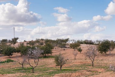 Badem ağaçları ile İspanyol bir meyve bahçesi orchard sanayi pembe ve beyaz çiçekler açan