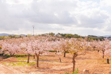 Badem ağaçları ile İspanyol bir meyve bahçesi orchard sanayi pembe ve beyaz çiçekler açan