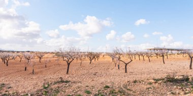 Badem ağaçları ile İspanyol bir meyve bahçesi orchard sanayi pembe ve beyaz çiçekler açan