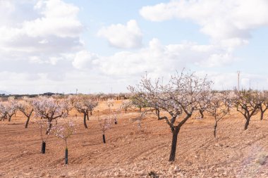 Badem ağaçları ile İspanyol bir meyve bahçesi orchard sanayi pembe ve beyaz çiçekler açan