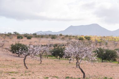 Badem ağaçları ile İspanyol bir meyve bahçesi orchard sanayi pembe ve beyaz çiçekler açan