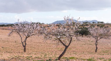 Badem ağaçları ile İspanyol bir meyve bahçesi orchard sanayi pembe ve beyaz çiçekler açan