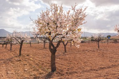 Badem ağaçları ile İspanyol bir meyve bahçesi orchard sanayi pembe ve beyaz çiçekler açan